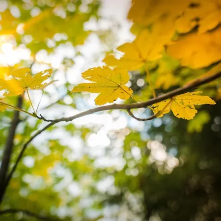 Apartman Meine Heimat - In - Inklusive Sommercard Ramsau am Dachstein