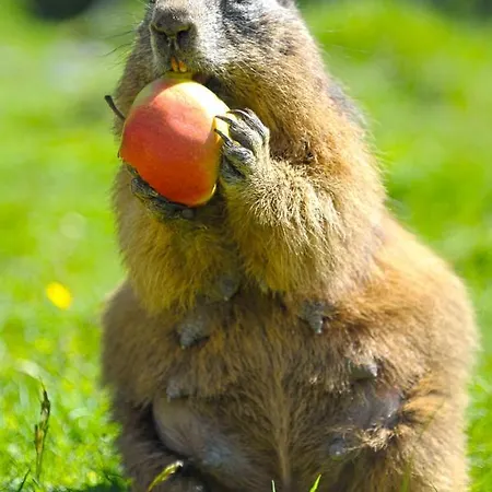 Meine Heimat - In Bei Schladming - Skigebiet Amade アパート ラムサウ・アム・ダッハシュタイン