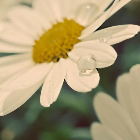 Apartman Meine Heimat - In - Inklusive Sommercard Ramsau am Dachstein