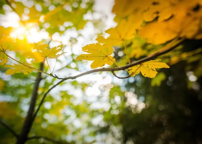 Apartman Meine Heimat - In - Inklusive Sommercard Ramsau am Dachstein