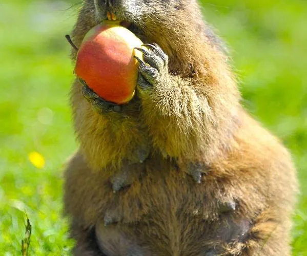 Meine Heimat - In Bei Schladming - Skigebiet Amade Apartmán Ramsau am Dachstein