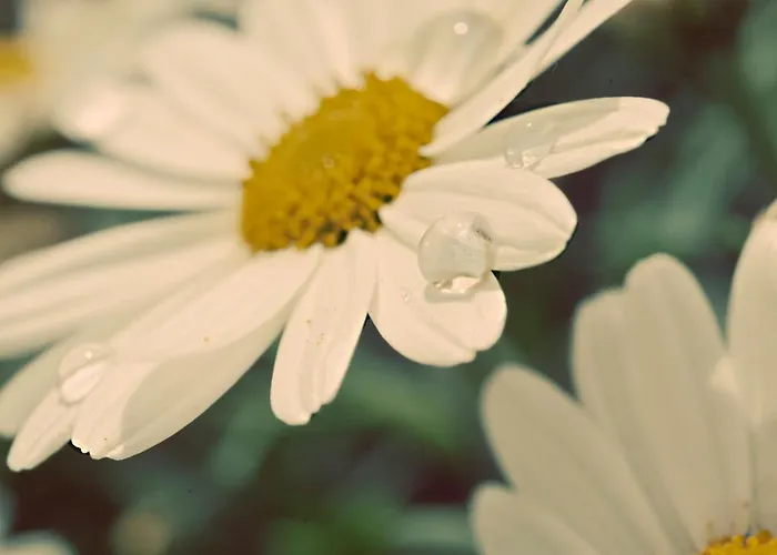 Apartmán Meine Heimat - In Bei Schladming - Skigebiet Amade Ramsau am Dachstein